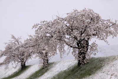 Cerisiers en fleurs