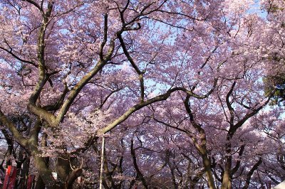 Cerisiers en fleurs