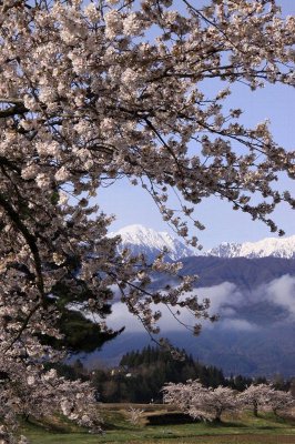 Des cerisiers en fleurs sous la neige